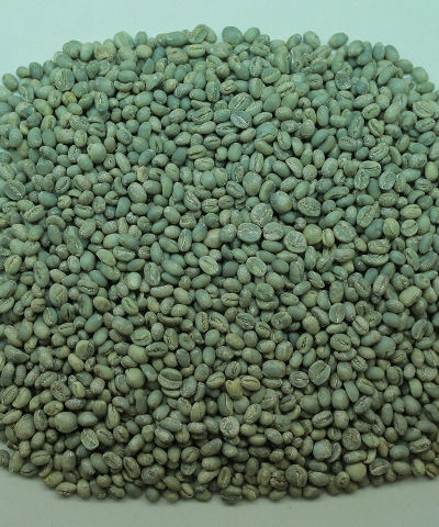 Culi Arabica