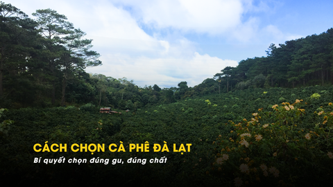 MUA CÀ PHÊ NGUYÊN CHẤT ĐÀ LẠT - Bí quyết chọn đúng gu, đúng chất