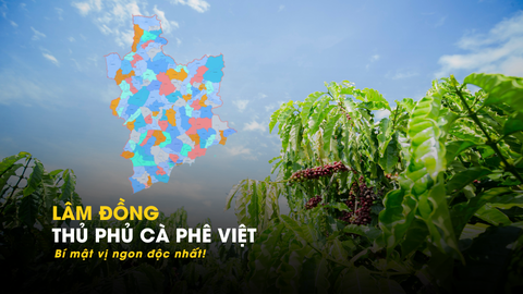 CÀ PHÊ LÂM ĐỒNG - Thủ phủ mới và bí mật vị ngon độc nhất