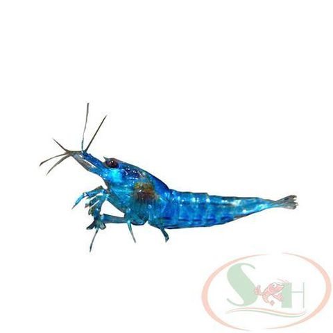 tép Blue Diamond