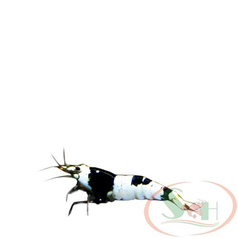 tép Pure Black Line S/SS ong đen thuần chủng