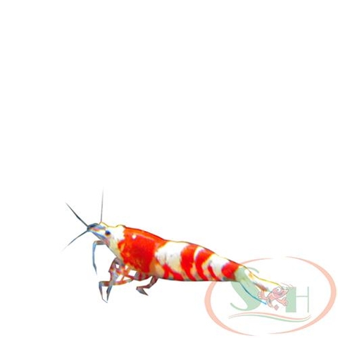 Tép Red Tibee caridina tibee đỏ