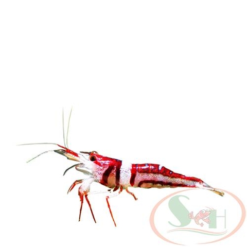 tép sula khăn quàng cổ Sulawesi Harlequin Shrimp
