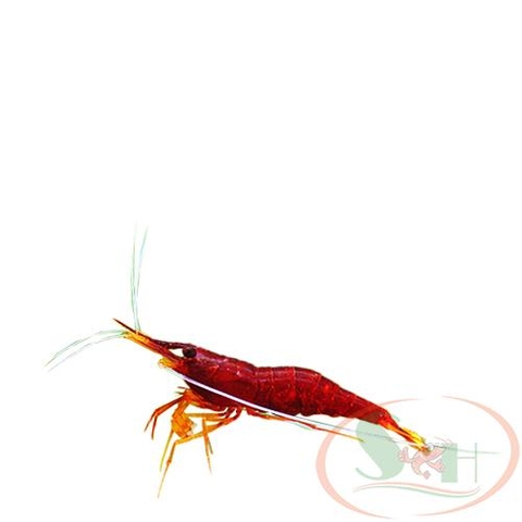 Tép Sulawesi Yellow Nose