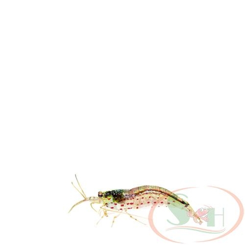 tép diệt rêu hại Yamato Amano Shrimp