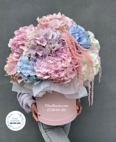 Mua hoa cẩm tú cầu hồng ở Hà Nội. Elise Flowers
