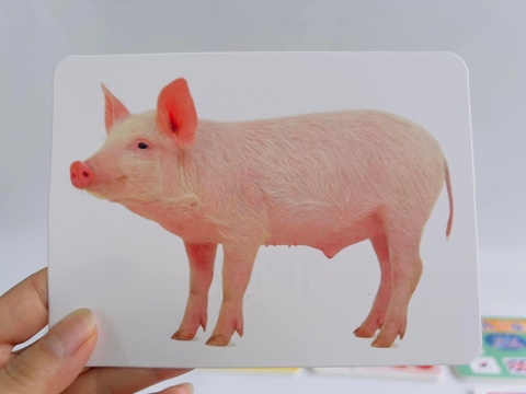 Bộ flashcard 19 chủ đề