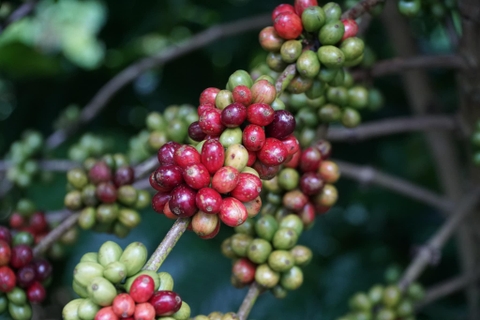 Hướng dẫn lựa chọn hạt cà phê chất lượng
