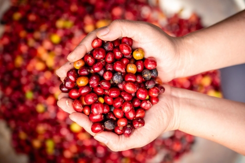 Cách bền vững nhất để Robusta Việt Nam thoát khỏi vai trò làm nền