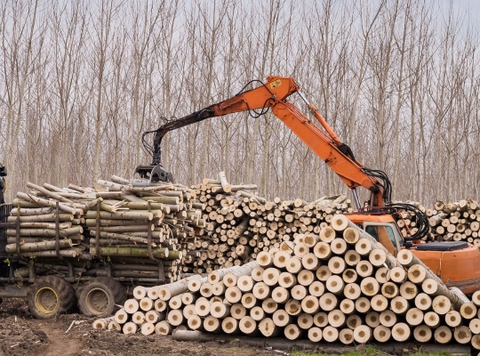 How to Avoid Illegally Sourced Plywood: A Guide for Responsible Buyers