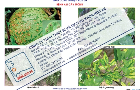 Bệnh hại cây trồng