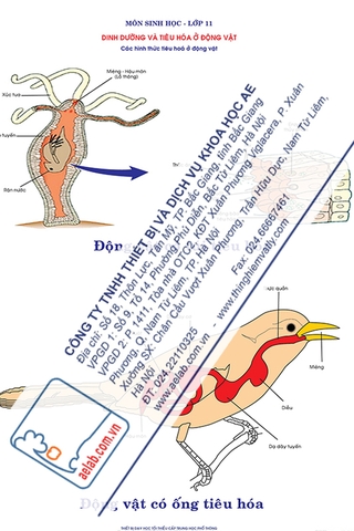 Các hình thức tiêu hoá ở động vật