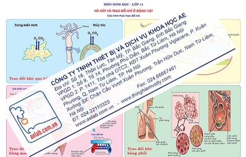 Các hình thức trao đổi khí