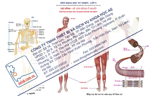 Cấu tạo sơ lược các cơ quan của hệ vận động (Tranh giấy)