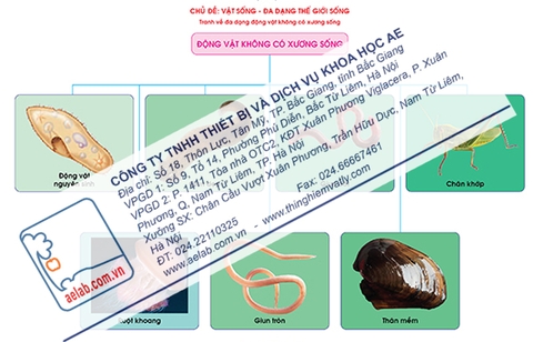 Đa dạng động vật không xương sống (Tranh giấy)