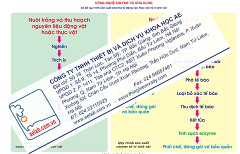 Sơ đồ quy trình sản xuất enzyme từ động vật, thực vật và vi sinh vật