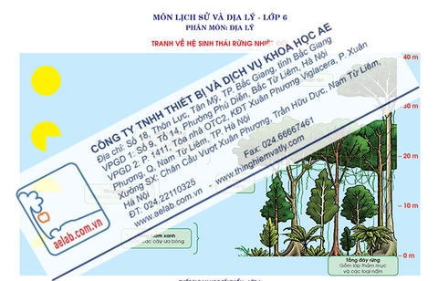 Hệ sinh thái rừng nhiệt đới (Tranh giấy)