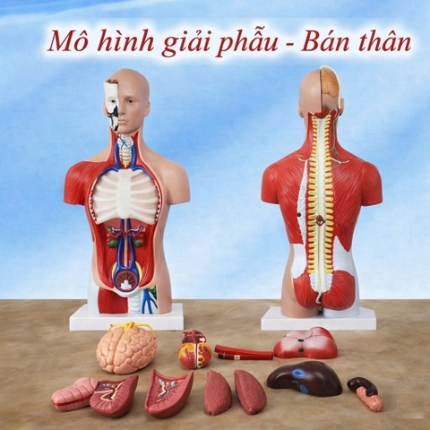 Mô Hình Giải Phẫu Cơ Quan Nội Tạng - Bán Thân (Lớp 2 + 3)