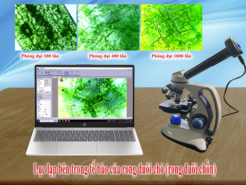 Bộ thiết bị quan sát lục lạp và tách chiết các sắc tố trong lá cây