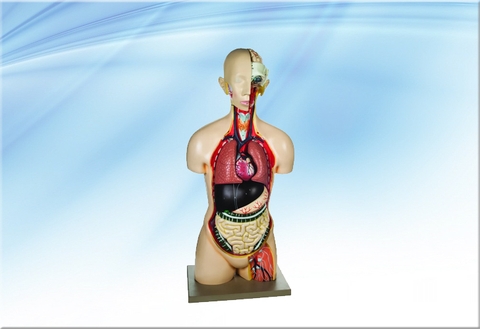 Mô hình giải phẫu nửa người -  18 phần