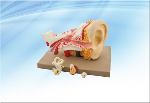 Mô hình tai