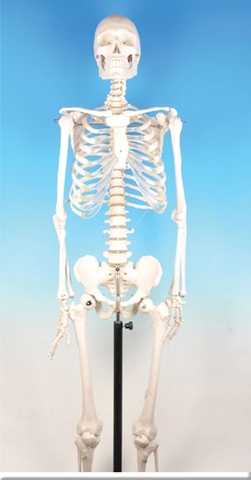 Mô hình xương người