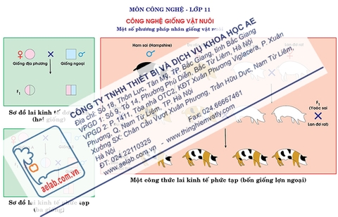 Một số phương pháp nhân giống vật nuôi