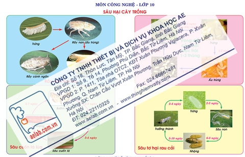 Sâu hại cây trồng