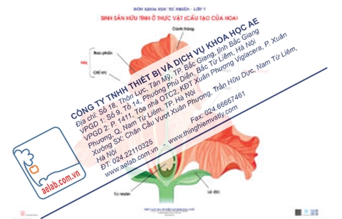 Sinh sản hữu tính ở thực vật (Tranh giấy)