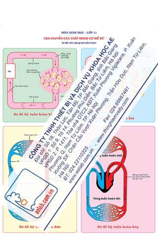 Sơ đồ các dạng hệ tuần hoàn
