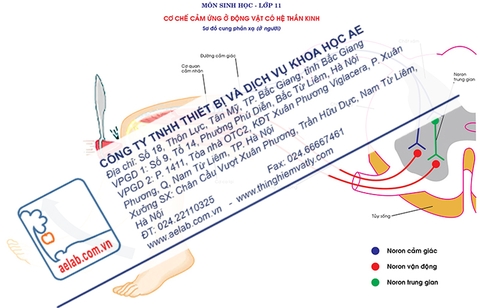 Sơ đồ cung phản xạ