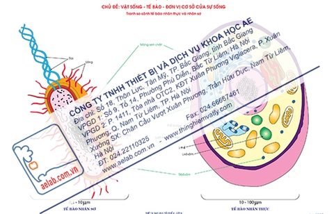 So sánh tế bào nhân thực và nhân sơ (Tranh giấy)
