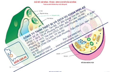 So sánh tế bào thực vật, động vật (Tranh giấy)