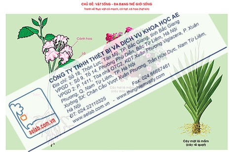 Thực vật có mạch, có hạt, có hoa (Hạt kín) (Tranh giấy)