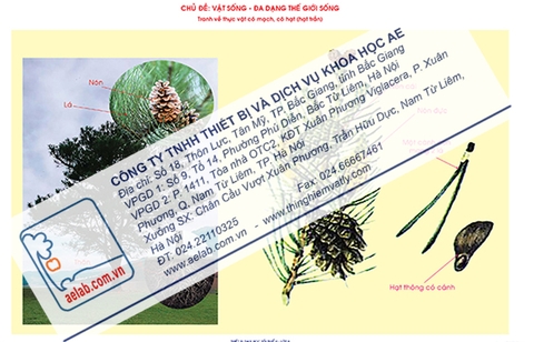 Thực vật có mạch, có hạt (Hạt trần) (Tranh giấy)