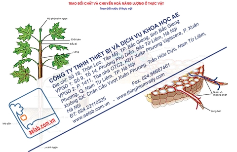 Trao đổi nước ở thực vật