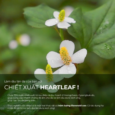 Kem Dưỡng Làm Dịu, Phục Hồi Cho Da Nhạy Cảm Neogen Dermalogy Real Heartleaf Soothing Cream 80g