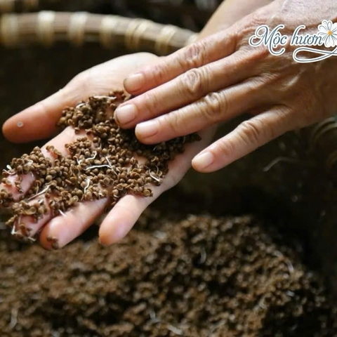 Nước Tắm Giao Thừa - Nước Tắm Mùi Già MỘC HƯƠNG Tắm Tẩy Trần Năm Mới May Mắn, Lau Ban Thờ, Xông Phòng