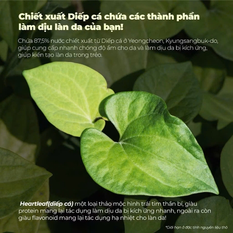 Tinh Chất Giúp Làm Dịu, Phục Hồi Cho Da Nhạy Cảm Neogen Dermalogy Real Heartleaf Essence 150ml