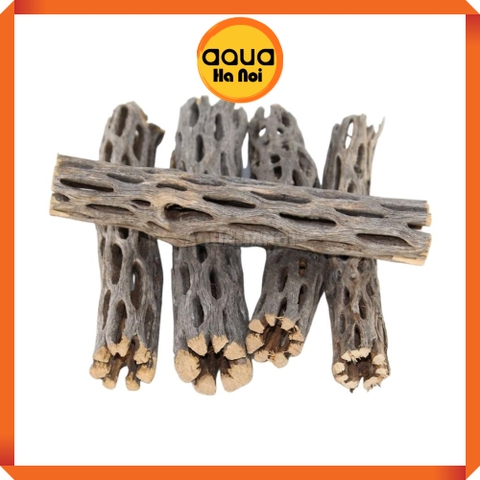 Lũa xương rồng Nam Mĩ Cholla Cactus