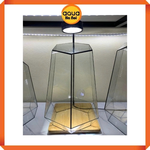 Bể kính đa giác terrarium, bình thủy tinh tiểu cảnh bán cạn - Viền silicon - Mẫu D-04 size L (22*22*37 cm)