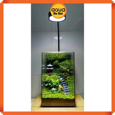 Bể kính đa giác terrarium, bình thủy tinh tiểu cảnh bán cạn - Viền silicon - Mẫu D-14 (15*15*25 cm)
