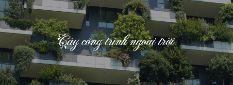 Cây công trình ngoài trời 