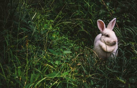 Thỏ Phục Sinh Easter Day