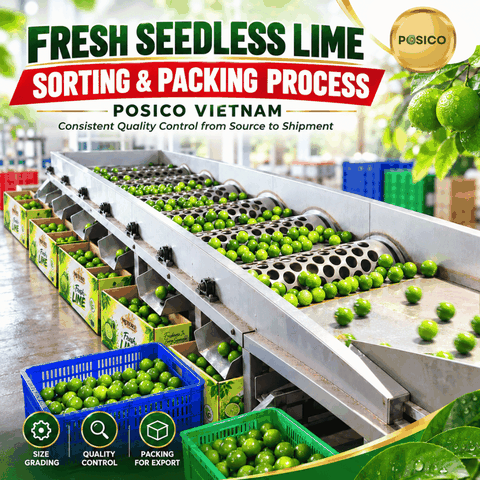 FRESH SEEDLESS LIME SORTING & PACKING PROCESS | POSICO VIETNAM