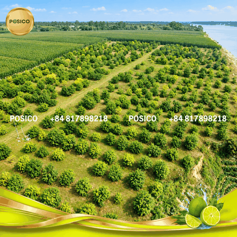 Why Vietnam Has Become a Major Hub for Seedless Lime Exports