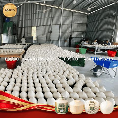 Conical Bald Coconut from Vietnam: A Popular Choice for the China Market
