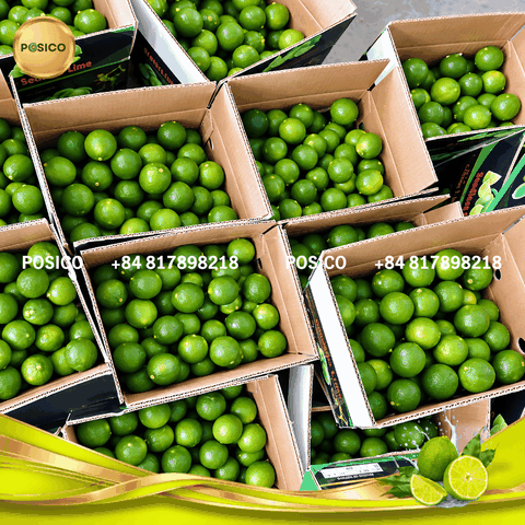 Vietnam Fresh Lime for Singapore: Large, Green, Juicy & Consistently Graded by POSICO