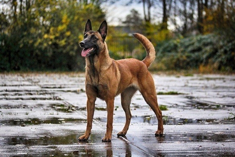 Chó Becgie Bỉ (Malinois) - 101 những điều bí mật bạn cần biết 12 Chó Becgie Bỉ