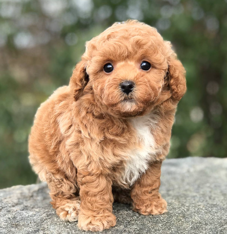 Chó Poodle có dễ nuôi không? Nuôi chó Poodle có khó không? 3 Nuôi chó Poodle